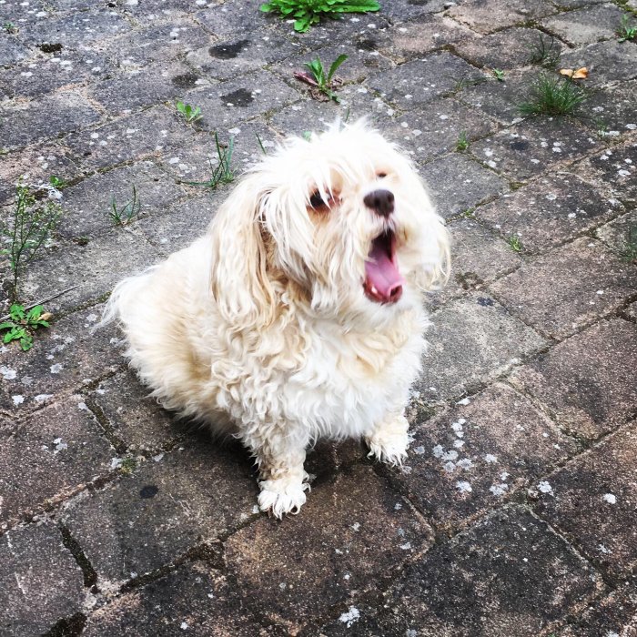 Liten vit hund med öppen mun som ser ut att sjunga på en stenlagd uteplats.