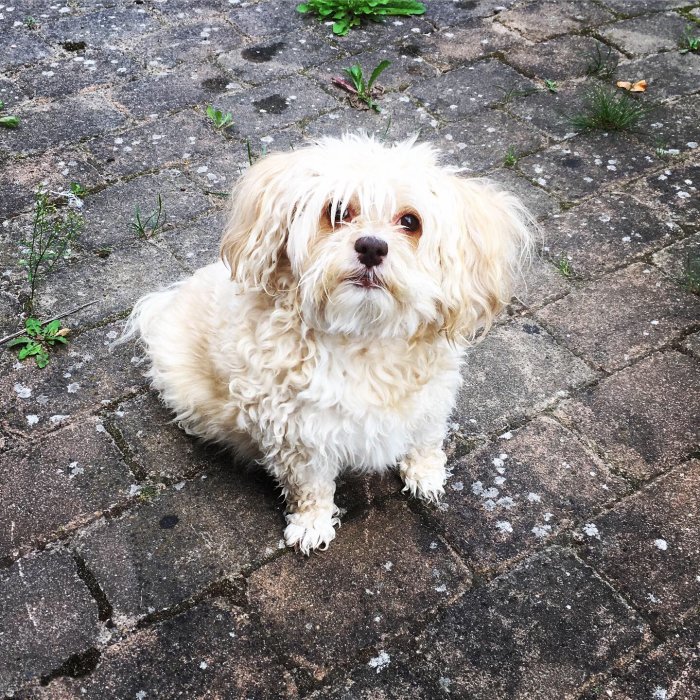 Liten ljus lockig hund sitter på stenbelagd yta ser uppåt med öppen mun.