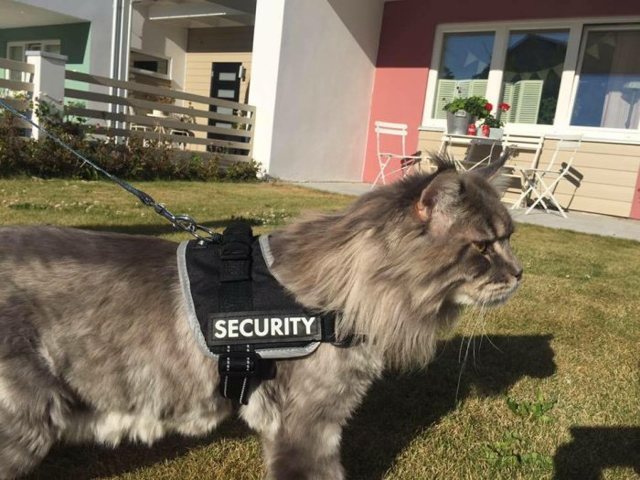 Stor långhårig katt med säkerhetssele märkt "SECURITY" framför ett hus och trädgård.