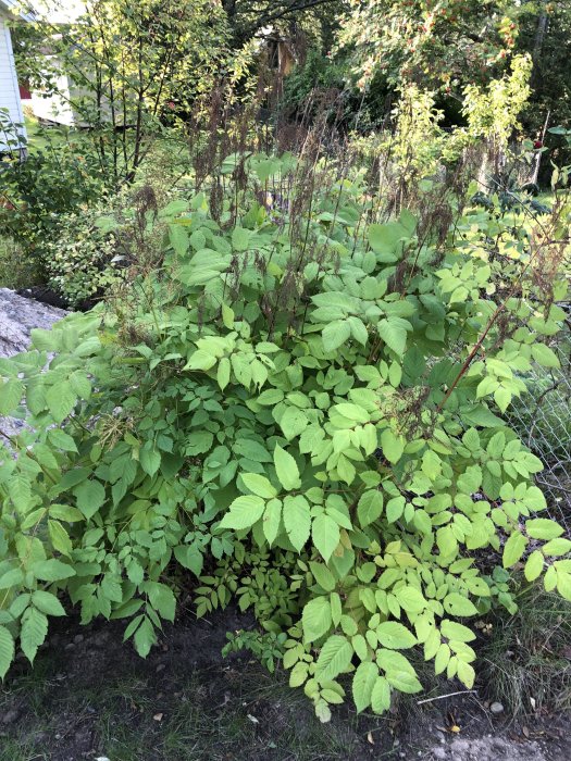 Hög växt med delvis röda stjälkar och ljusgröna blad i en trädgård, möjliga vissnade gula blommor.