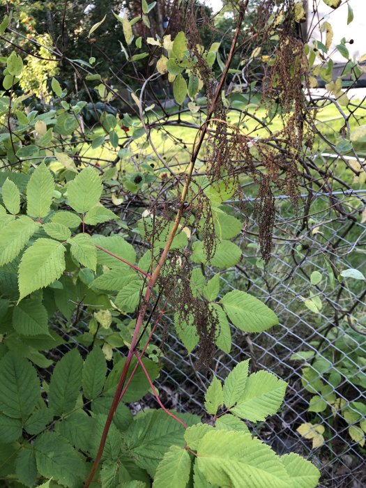 Hög växt med delvis röda stjälkar och vissnade brunaktiga blommor vid ett staket.