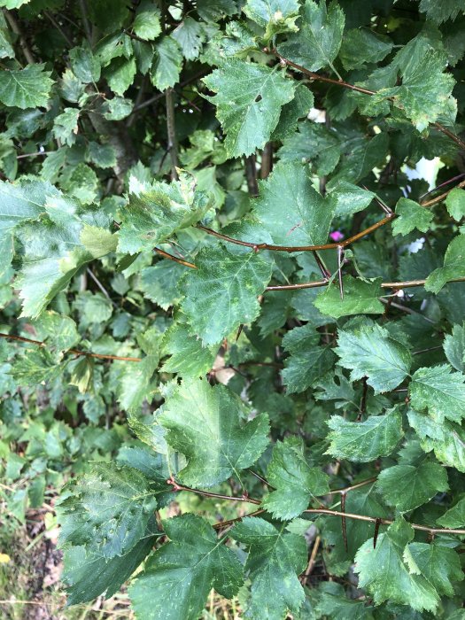 Häck med gröna blad, långa taggar och röda bär, tunn nedtill, behöver omtanke.