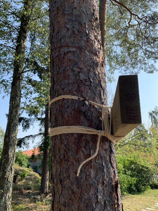 Ett trästycke 45x120 cm fäst vid en träd med rep utan att använda skruvar, som en del av ett byggprojekt.