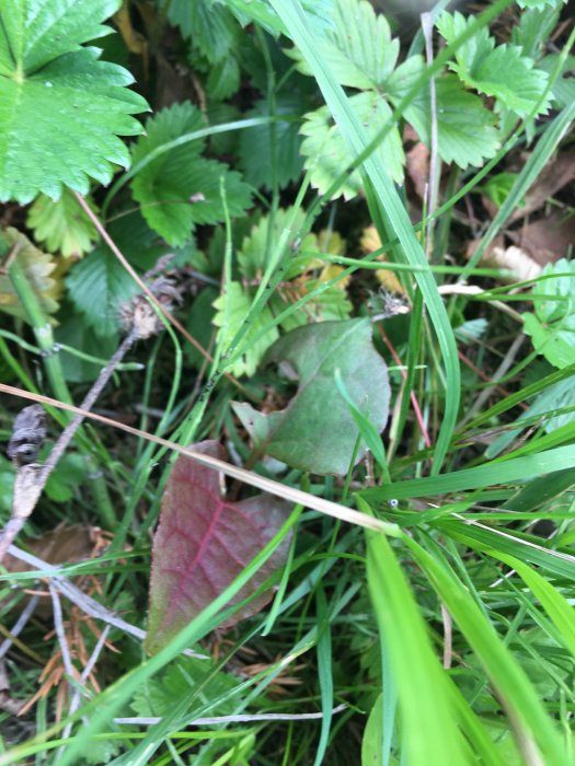 Närbild av blad med gnagskador omgivna av gräs och andra växter.