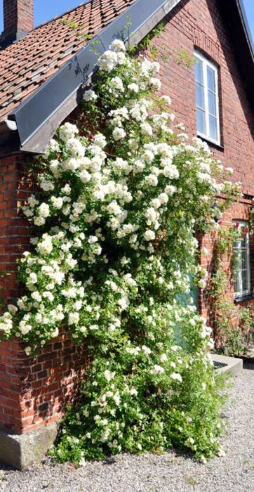 Retro tegelhus med blommande klätterväxt vid fönster, föreslagen mossgrön och vit accentfärg.