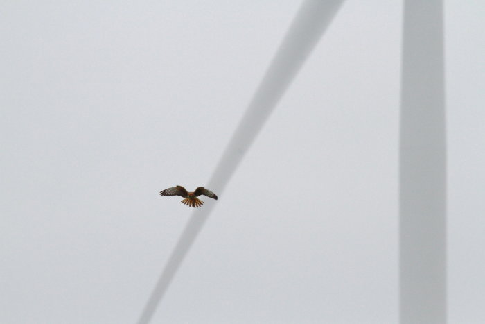 Fågel i flykt med utfällda vingar mot en grå himmel, passerar ett vertikalt objekt.