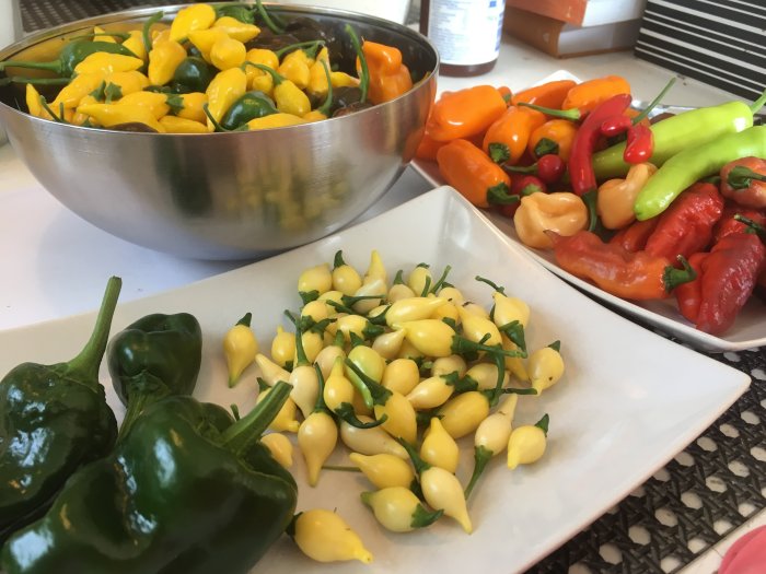 Färgglada skördade chilifrukter i olika stadier av mognad organiserade i skålar och på fat.