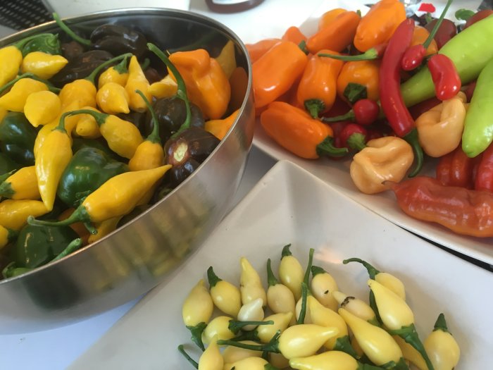 Färgblandning av skördade chilipeppar i metallskål och på fat; gul, orange, röd och grön.