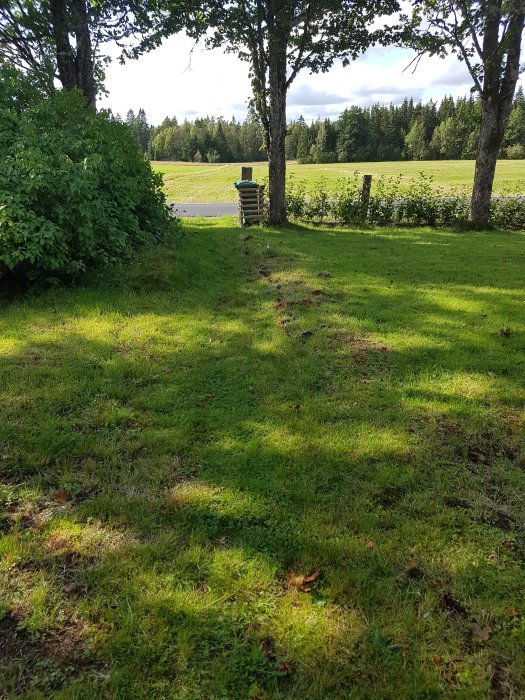 Övervuxen grusgång som gradvis försvinner under grönt gräs, med synliga spår av tidigare kantstenar.