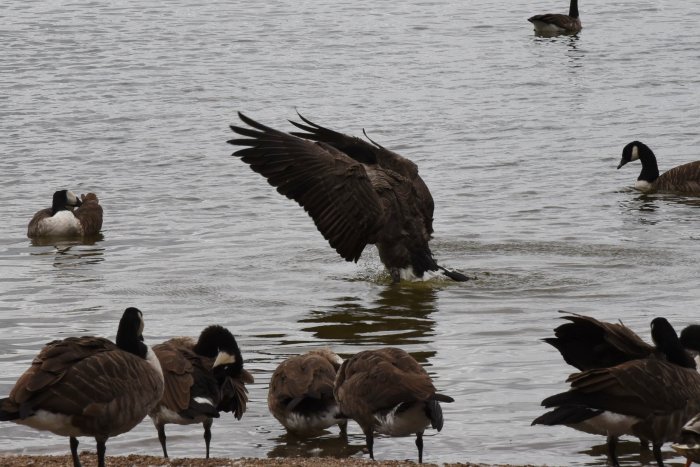 Grupp av grå- och kanadagäss vid en sjöstrand, en står på ett ben och flera vilar.