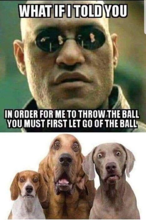 Meme med text "What if I told you, in order for me to throw the ball you must first let go of the ball" och bild på tre hundar som tittar förväntansfullt.