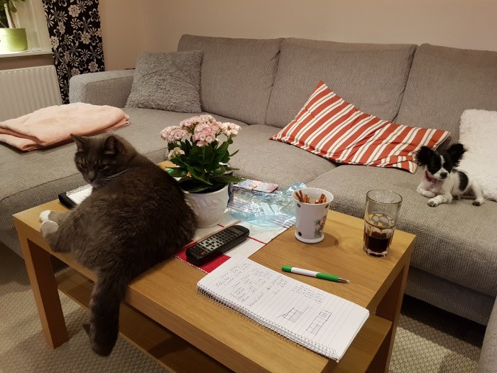 Grå katt ligger på bord framför blommor och anteckningsblock, liten svartvit hund sitter på soffa i ett vardagsrum.