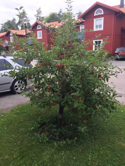 Mogna röda äpplen på ett äppelträd som kan behöva beskärning, med ett hus i bakgrunden.