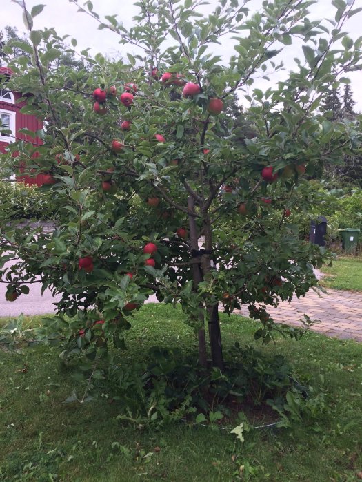 Äppelträd med röda äpplen i en trädgård som kan behöva beskärning, med grönska och en röd byggnad i bakgrunden.