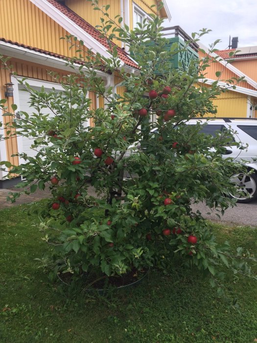 Äppelträd med röda äpplen som behöver beskärning, på en gräsmatta framför ett gulmålat hus och en parkerad bil.