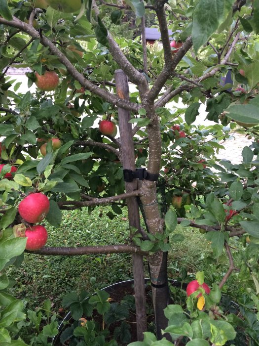 Äppelträd med mogna frukter i behov av beskärning, stödpinne syns, råd efterfrågas.