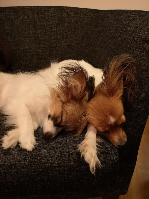 Två hundar som kurar ihop på en grå soffa.