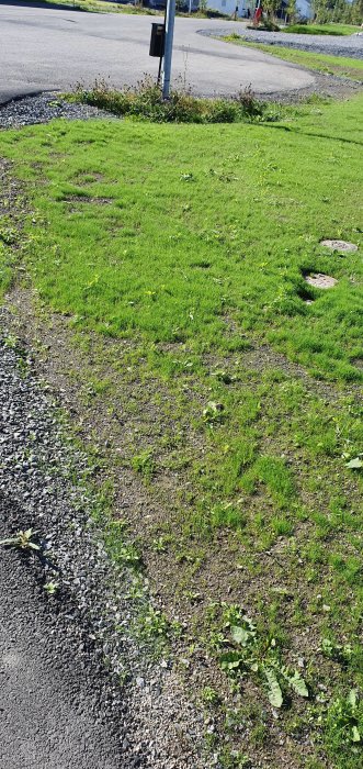 Gräsmatta med stora kala fläckar och sporadisk grästillväxt bredvid en grusväg.