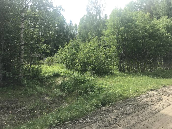 Övervuxen infart till en liten stuga dold bland träd och grönska.