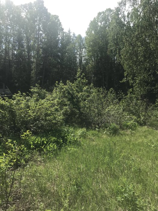 Igenväxt infart till en övergiven jaktkoja med skog och grönska runtomkring.
