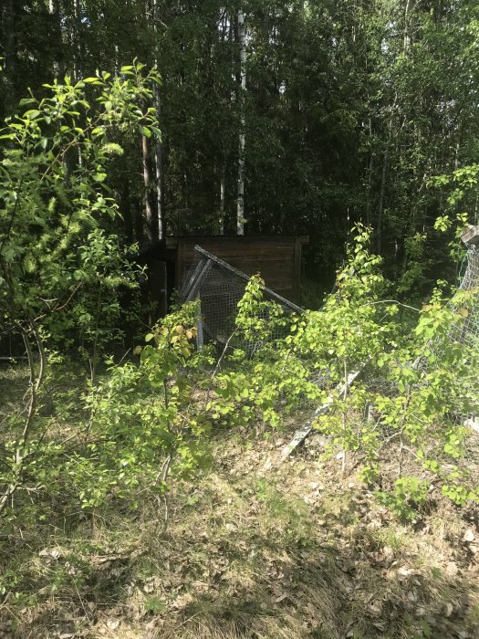 Övergiven stuga delvis gömd bakom grönska med synlig gammal hundgård i skogsmiljö.