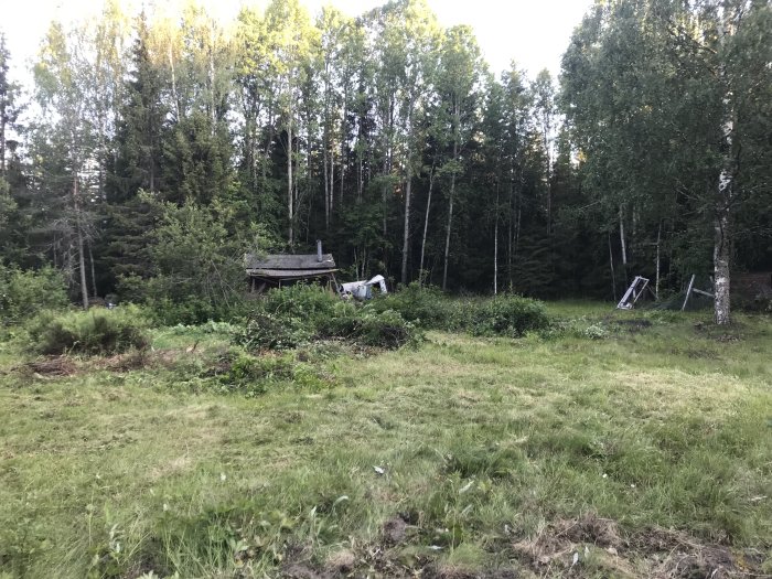 Röjd öppen yta med gräs framför en skogsdunge och en gammal koja, lite sly och nedfallna träkonstruktioner syns.
