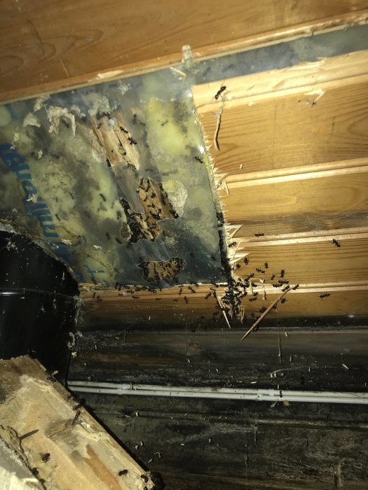 Rutten husvägg och isolering med myror i en gammal stuga.