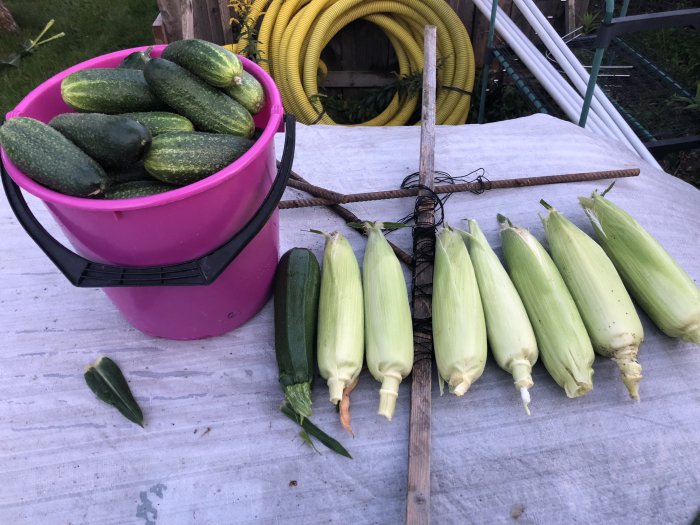 En rosa hink fylld med gurkor och nyskördad majs liggande på ett bord.