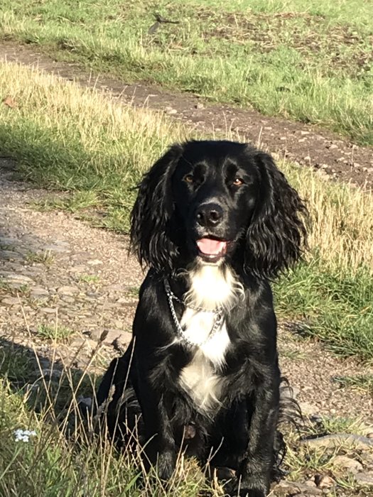 Svart och vit cocker spaniel sitter på en stig med gräs och ser in i kameran.