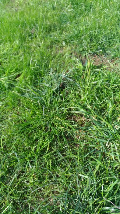 Lummig gräsmatta med möjligt ogräs för identifiering.