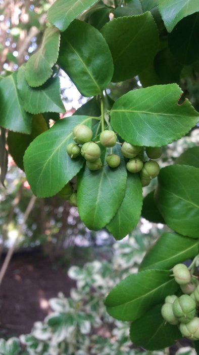 Gröna blad och omogna bär av en klättrande växt i skuggigt område.