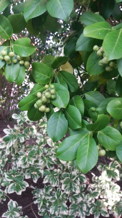 Städsegröna växter med bärliknande frukter och grön-vit brokiga blad i bakgrunden.