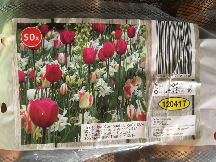 Påse med 50 stycken höstlökar redo för plantering, odlade i Nederländerna, omgiven av blommande tulpaner och narcissus.