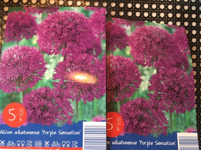 Etikett för Allium aflatunense 'Purple Sensation' med bild på lila blomklasar.