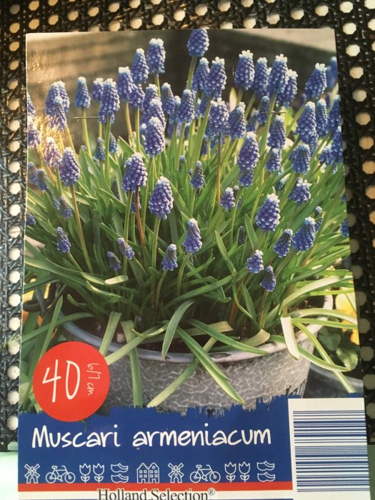 Förpackning med Muscari armeniacum, eller pärlhyacinter, redo för plantering.