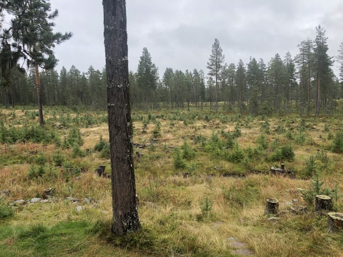 Tät skog med en stor tall i förgrunden och ungplantor på en fuktig dag, med stubbar och grönt gräs.