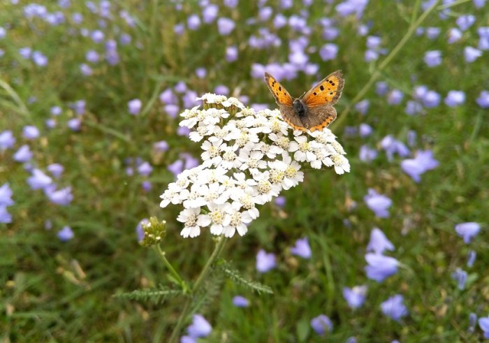 Fjäril på vit blomklase med lila blommor i bakgrunden som signalerar sommar.