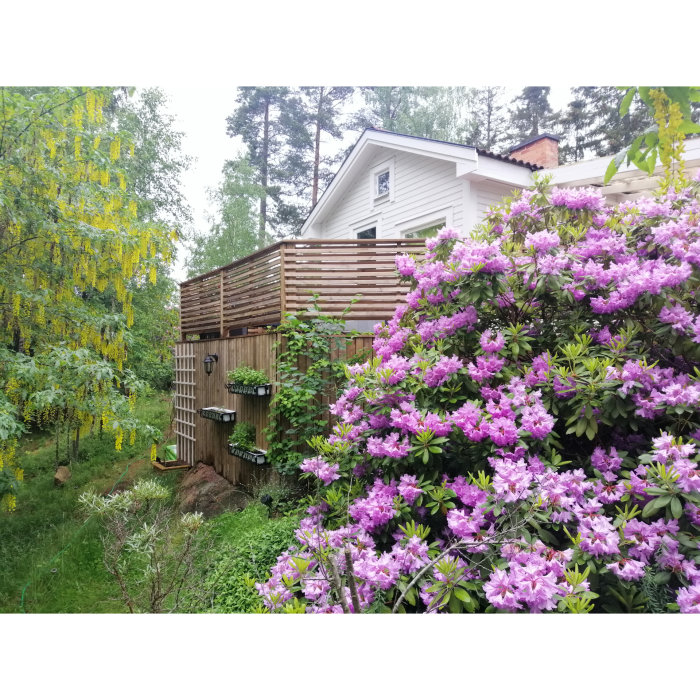 Bild på trädgård med blommande buskar framför ett hus med vita väggar och träpanel, som avslutar renoveringsprojektet.
