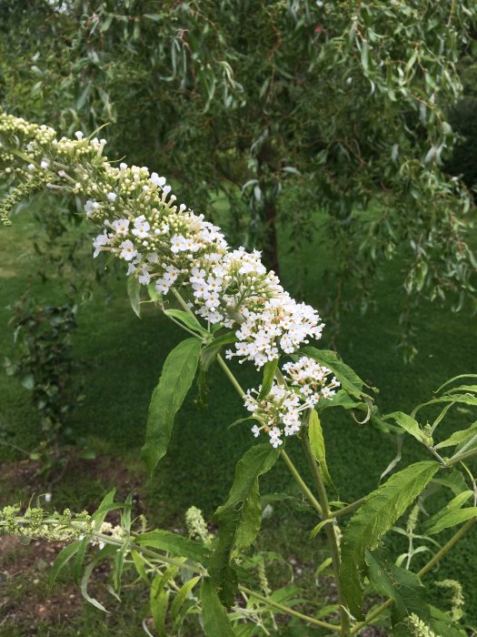 Vitblommande Buddleja 'Nanho White' med små vita blommor i trädgårdsmiljö.