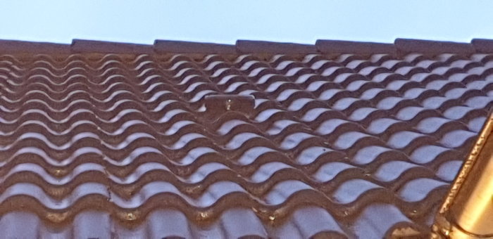 Taktakpannor med en ventileringslucka för avluftning, nära hushörnet under skymningen.