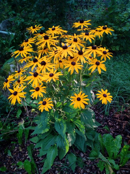 Grupp av gula rudbeckiablommor med mörka mittar och gröna blad i en trädgård.