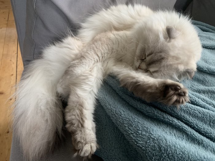 Fluffig vit katt som sover bekvämt på en turkos filt.