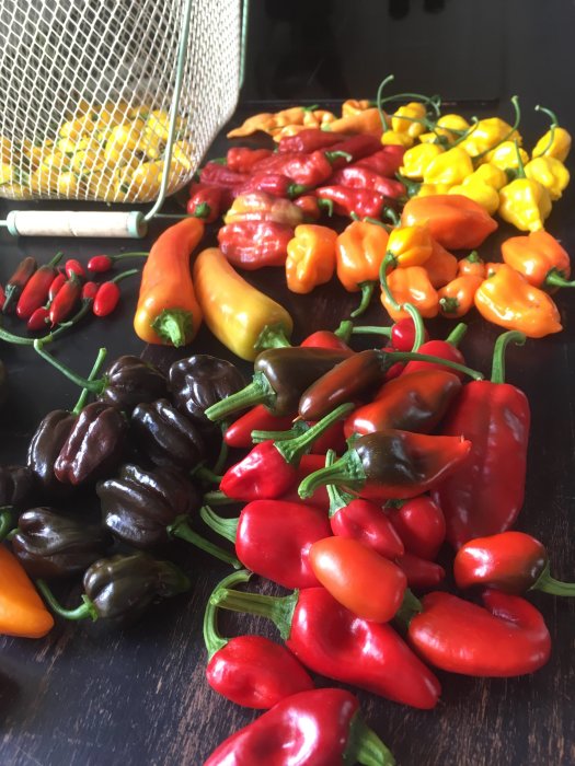 Varierade färgglada chilifrukter skördade och utspridda på en mörk yta, vissa gröna och andra röda.