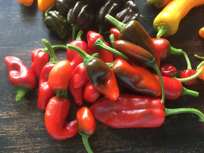 Olika sorter av nyskördade chilifrukter på ett bord, i rött, grönt och gult.