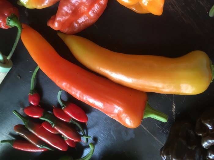 Olika sorter av nyskördade chilifrukter i varierande färger och storlekar på ett mörkt underlag.