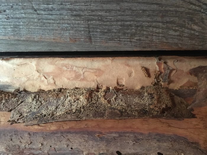 Skador på underlagstak med spår av skadedjur i trä och gammal bark, sannolikt från äldre virke.