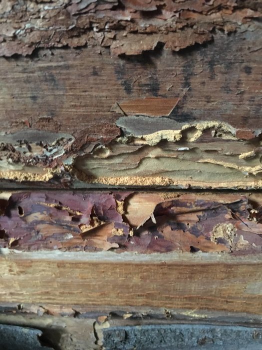 Skadade träbjälkar med spår av insektsangrepp på en oisolerad vind från 1920-talet.