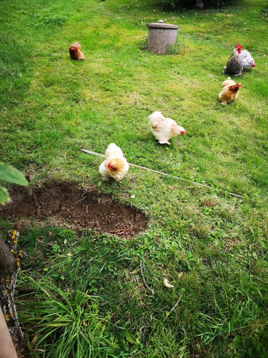 Hönor vandrar fritt på en gräsmatta med en grävd grop i förgrunden och en sågbock delvis synlig.