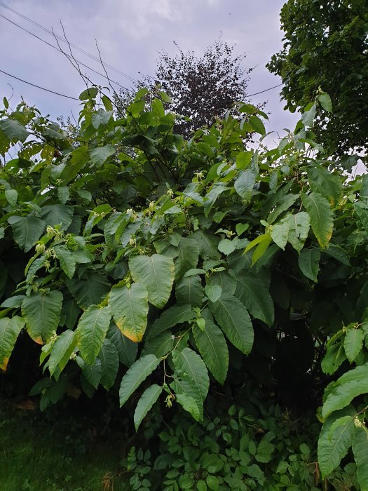 Buskage med stora gröna blad och några blomliknande strukturer som misstänks vara parkslide.