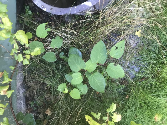 Växande gröna blad och gräs nära en plastkant, tecken på vegetation efter röjning.